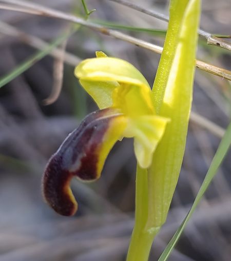 Ophrys arnoldii  - Daniel González