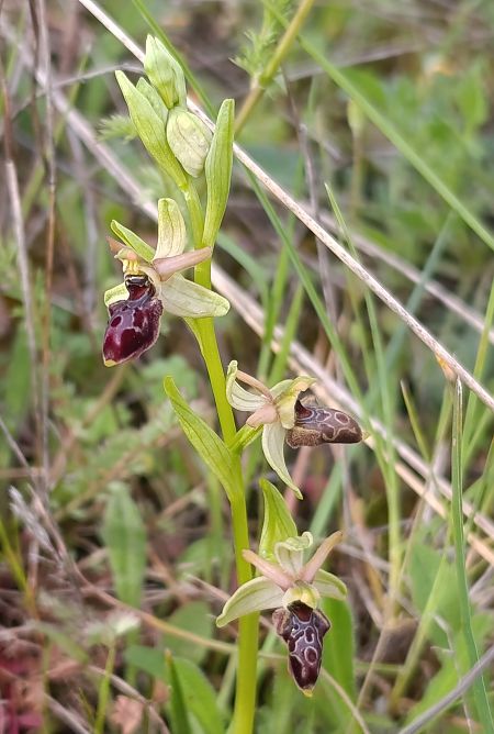 Ophrys indet. group. scolopax  - Daniel González