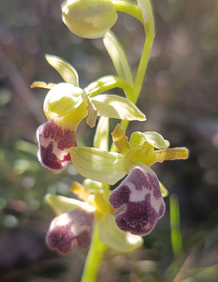 Ophrys dyris  - Daniel González