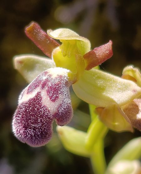 Ophrys dyris  - Daniel González