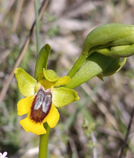 Ophrys lutea  - Daniel González