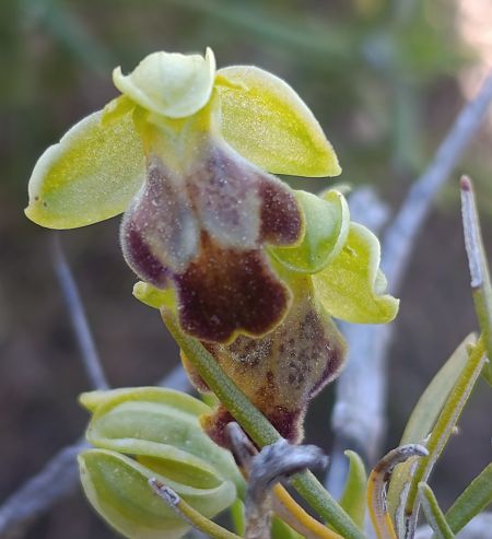 Ophrys forestieri  - Daniel González