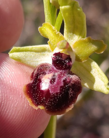 Ophrys passionis  - Daniel González