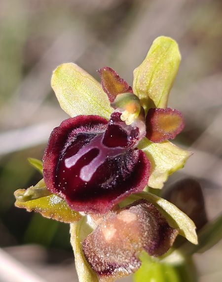 Ophrys passionis  - Daniel González