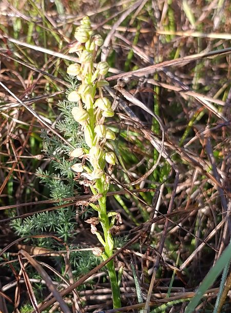 Orchis anthropophora  - Daniel González