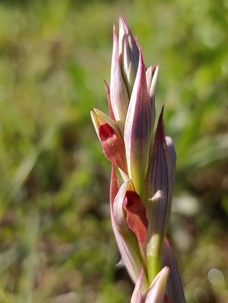 Serapias parviflora  - Daniel González