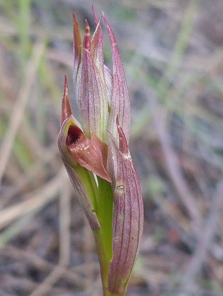 Serapias parviflora  - Daniel González