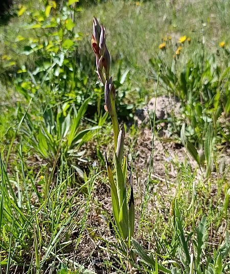 Serapias parviflora  - Daniel González