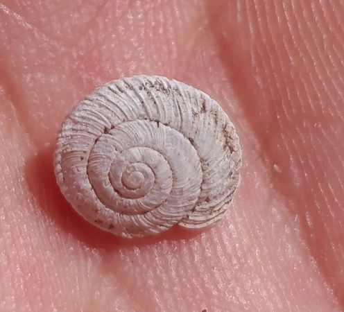 Xerocrassa montserratensis  - Daniel González