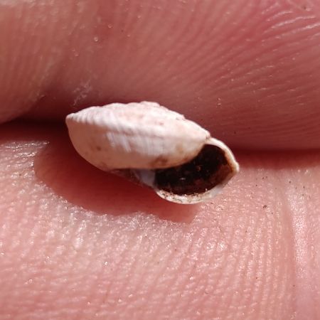 Xerocrassa montserratensis  - Daniel González