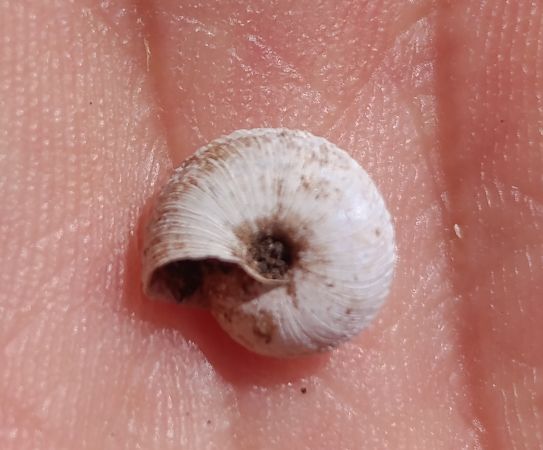 Xerocrassa montserratensis  - Daniel González