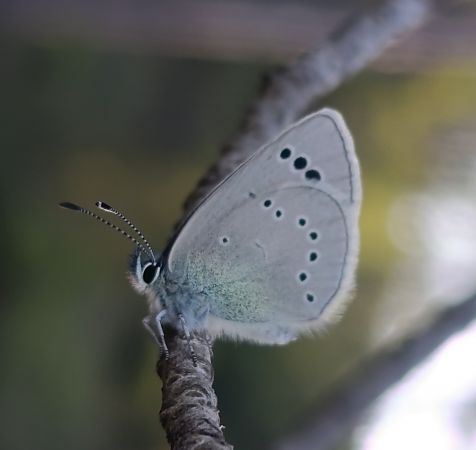 Turquesa europea  - Daniel González