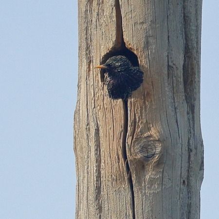 Estornell vulgar  - Joaquim Bonfill