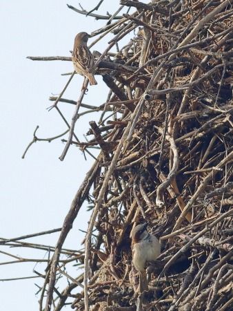 Pardal comú  - Joaquim Bonfill
