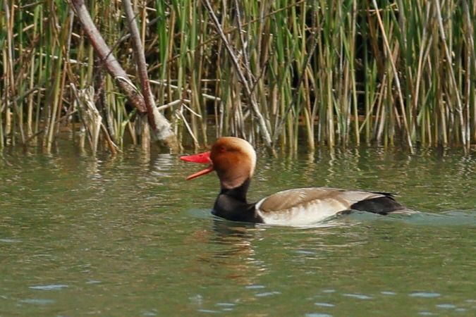 Xibec  - Joaquim Bonfill