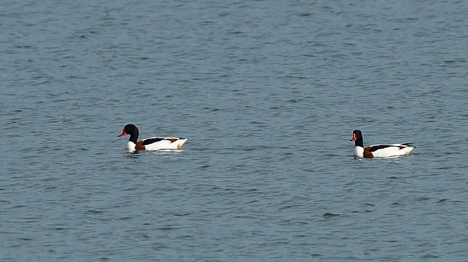 Ànec blanc  - Joaquim Bonfill