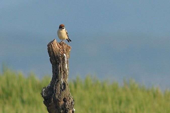 Capsigrany  - Joaquim Bonfill
