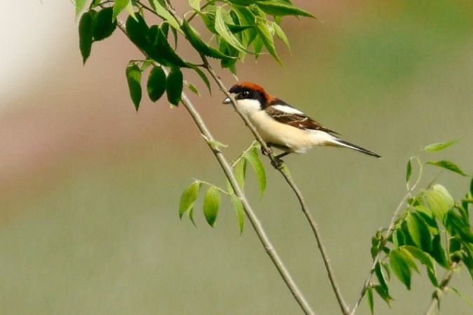 Capsigrany  - Joaquim Bonfill