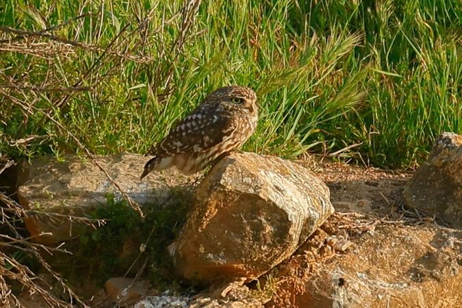 Mussol comú  - Joaquim Bonfill