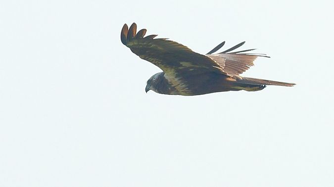 Arpella vulgar  - Joaquim Bonfill