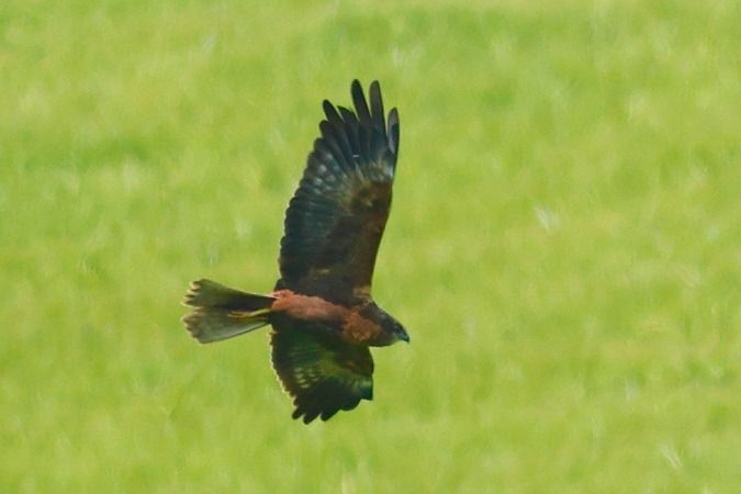 Arpella vulgar  - Joaquim Bonfill
