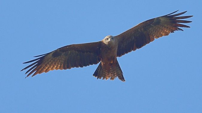 Milà negre  - Joaquim Bonfill