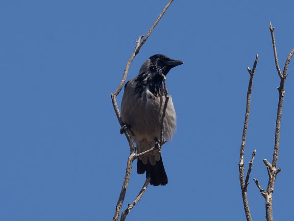 Cornella emmantellada  - Arnau Bonan Barfull