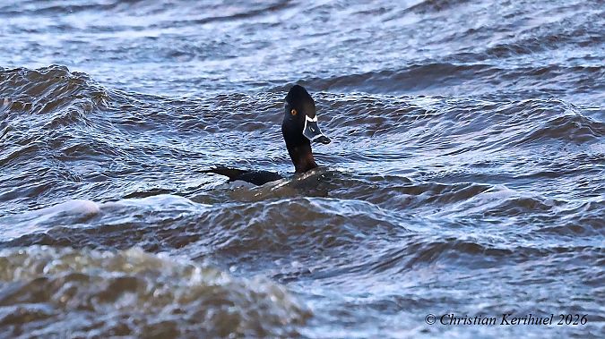 Morell de collar  - Christian Kerihuel