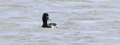 Morell de collar  - Christian Kerihuel