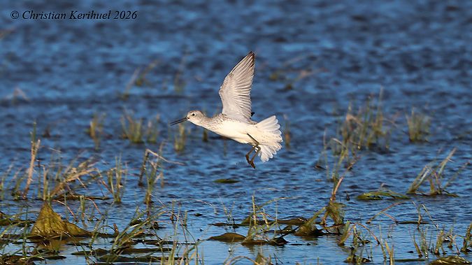 Siseta  - Christian Kerihuel