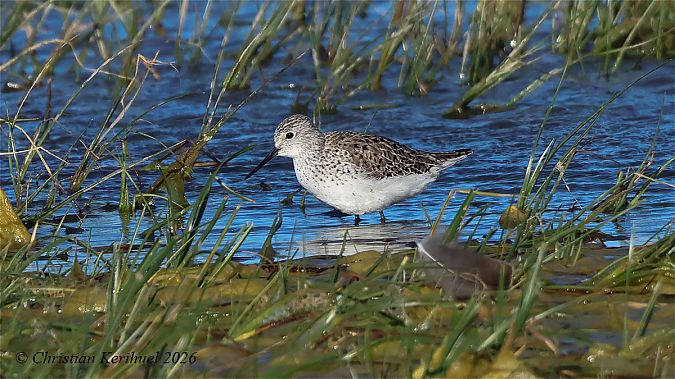 Siseta  - Christian Kerihuel