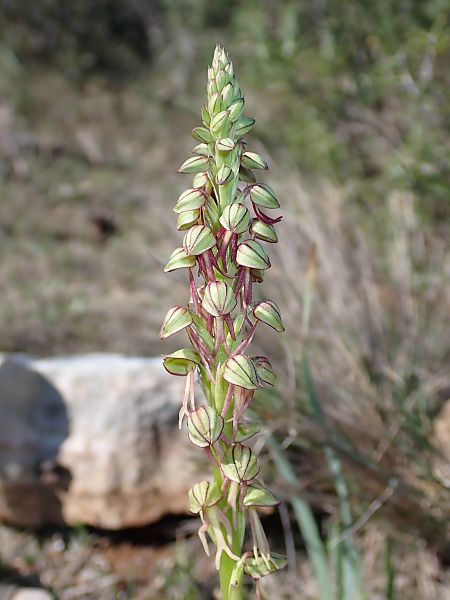 Orchis anthropophora  - Guillem Mayor Samarra
