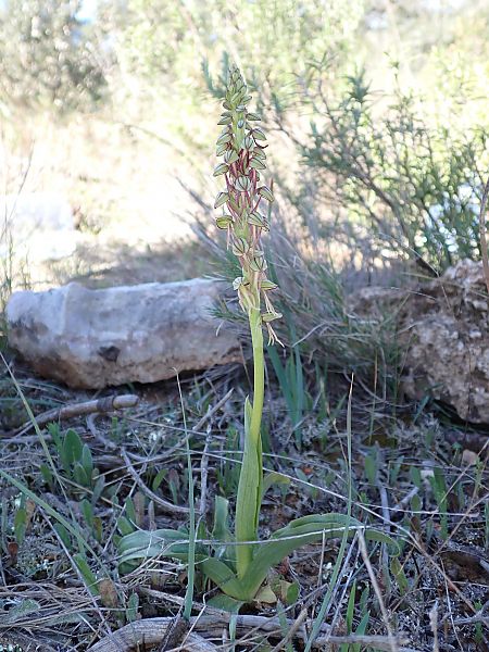 Orchis anthropophora  - Guillem Mayor Samarra