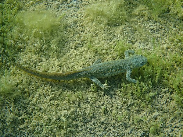 Ofegabous  - Guillem Mayor Samarra