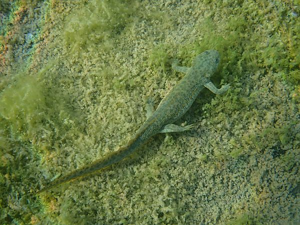 Ofegabous  - Guillem Mayor Samarra