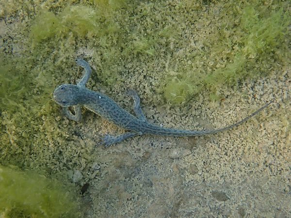 Ofegabous  - Guillem Mayor Samarra