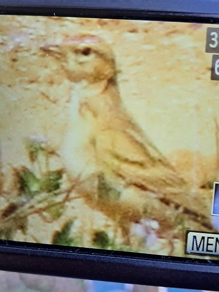 Terrerola vulgar  - Cristian Bonsoms