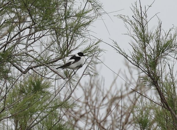 Papamosques de collar  - Iain Hartley