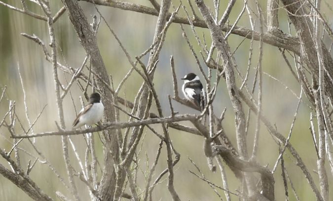 Papamosques de collar  - Iain Hartley