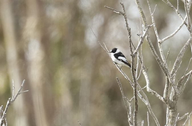 Papamosques de collar  - Iain Hartley
