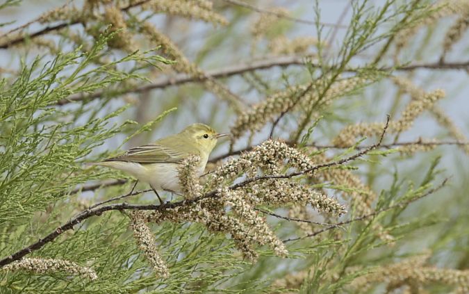 Mosquiter xiulaire  - Iain Hartley