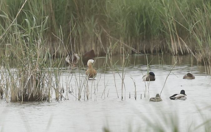 Ànec canyella  - Iain Hartley