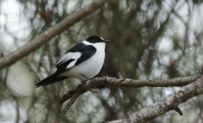 Papamosques de collar  - Iain Hartley