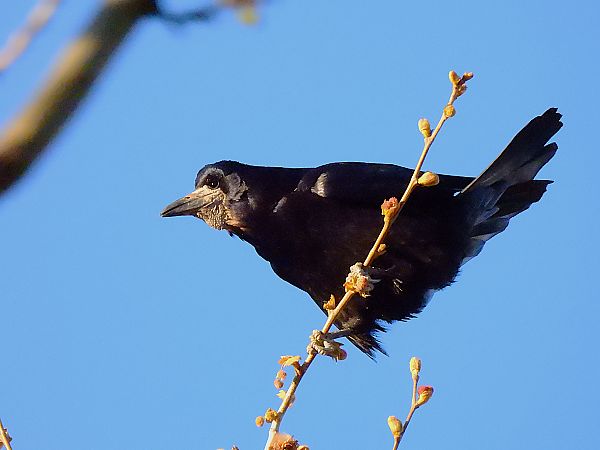 Graula  - Lluis Mir Pla