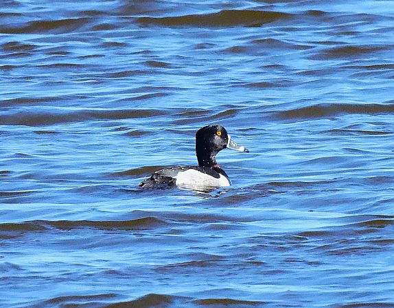 Morell de collar  - Lluis Mir Pla