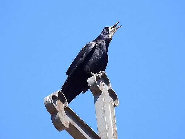 Graula  - Lluis Mir Pla