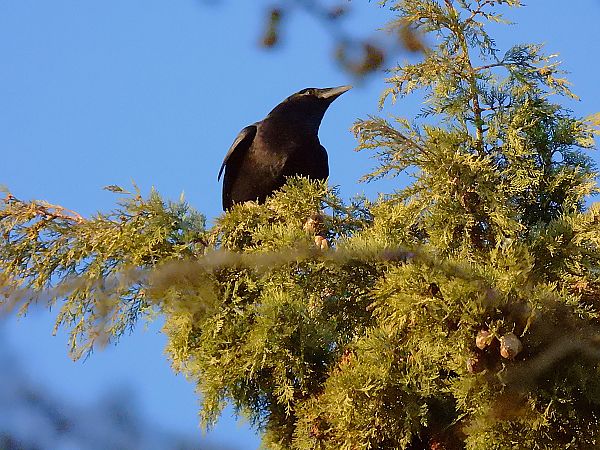 Graula  - Lluis Mir Pla