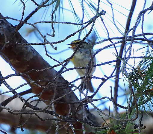 Mosquiter reietó  - Lluis Mir Pla