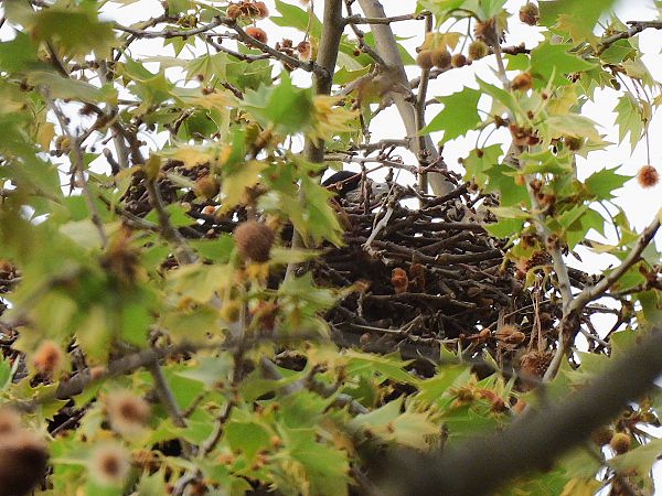 Graula  - Lluis Mir Pla