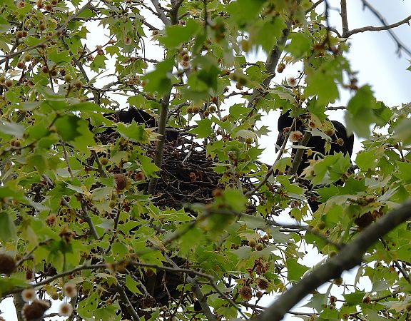 Graula  - Lluis Mir Pla